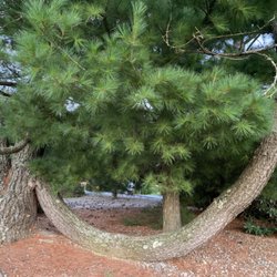 Rockledge Golf Course - Walking by with the pup near sunset and couldn't resist a pic of this Groovy Pine.