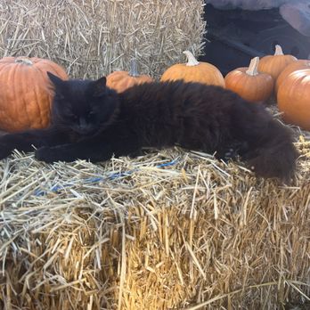 Simonian Farms - Pumpkin patch area - Venues & Event Spaces Near Me - Fresno, California Simonian Farms - Pumpkin patch area - Venues & Event Spaces Near Me - Fresno, California