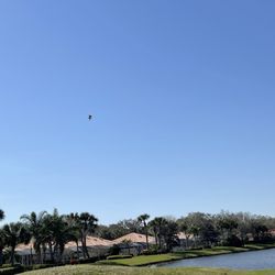 The Florida Club - Watched this guy dive bomb and land a nice meal.