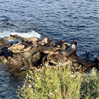 La Jolla Cove - Seals - Parks Near Me - La Jolla, California La Jolla Cove - Seals - Parks Near Me - La Jolla, California