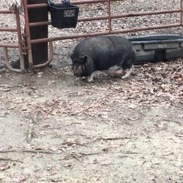Friendly pig Friendly pig