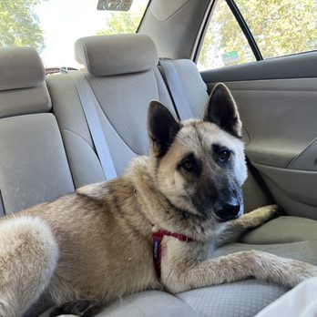 Milo Foundation Sanctuary - Heading home! - Animal Shelters Near Me - Willits, California