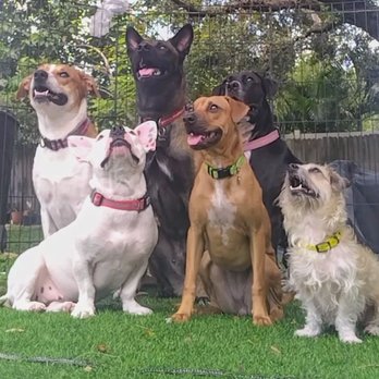 All About Animals - All my babies healthy  All About Animals is my secret - Veterinarians Near Me - Seffner, Florida