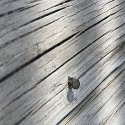 Village Realty - These were everywhere along the boardwalk