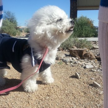 Paw Palace - Sandra loves the team at sammys - Pet Groomers Near Me - Henderson, Nevada Paw Palace - Sandra loves the team at sammys - Pet Groomers Near Me - Henderson, Nevada