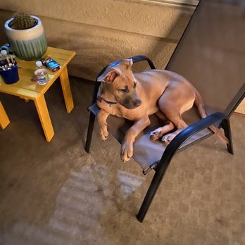 Dogs Without Borders - Our 6 month old baby girl - Community Service/Non-Profit Near Me