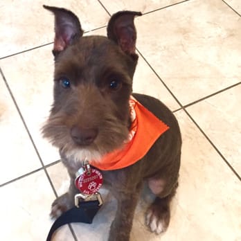 QQ Pets Grooming - Digger's first haircut! - Pet Groomers Near Me - New York, New York QQ Pets Grooming - Digger's first haircut! - Pet Groomers Near Me - New York, New York