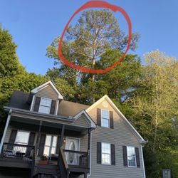 Black Label Tree