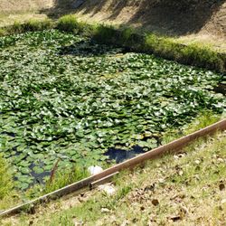 Wat Phrabuddhivongsamunee - A little pond w Turtles