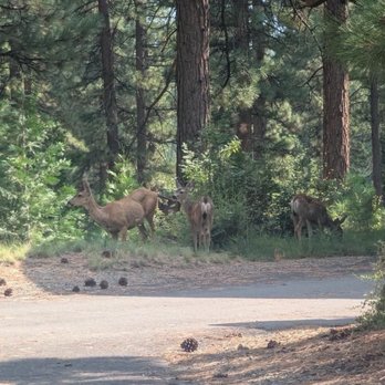 Grizzly Ranch - Golf Near Me - Portola, California Grizzly Ranch - Golf Near Me - Portola, California