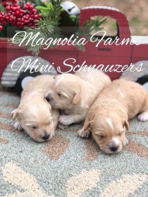 magnolia farms mini schnauzers