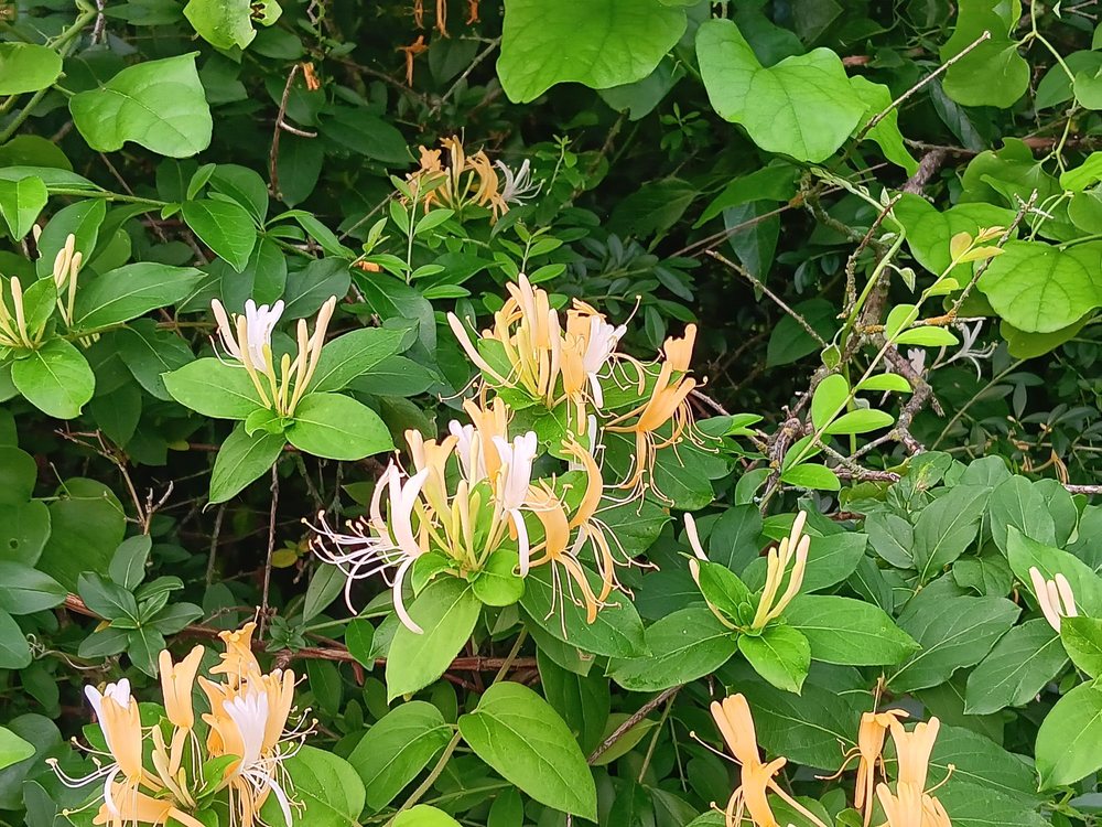 White Rock Creek Trail Image