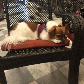 Duke City Doggery - Pink all clean and pretty! - Pet Stores Near Me - Albuquerque, New Mexico