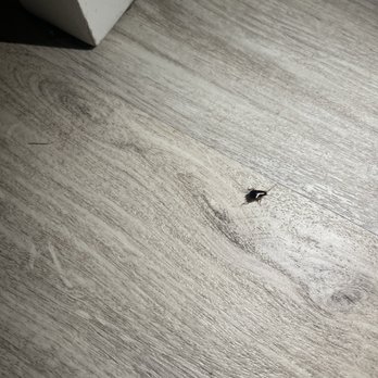 Away By The Sea - Infesting German roaches - Vacation Rentals Near Me