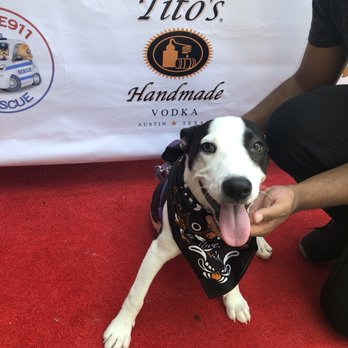 Barrique Kitchen & Wine Bar - Ruby loved her time at brunch. Here she is, full of bacon and wearing her new complimentary Tito's Vodka bandana! - Tapas Bars Near Me - Babylon, New York Barrique Kitchen & Wine Bar - Ruby loved her time at brunch. Here she is, full of bacon and wearing her new complimentary Tito's Vodka bandana! - Tapas Bars Near Me - Babylon, New York