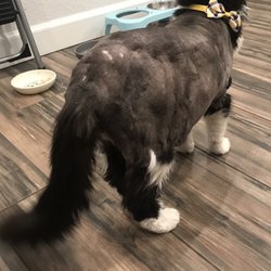 Pampered Paws Mobile Pet Grooming