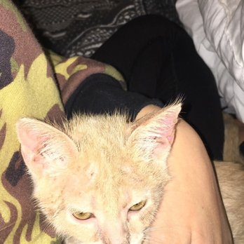 Plano Animal Services - don't adopt here. kittens are extremely sick and untreated, and definitely neglected there. sick with ring worms, fleas, and an upper RI. - Animal Shelters Near Me - Plano, Texas