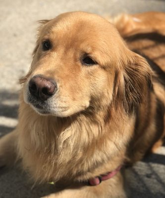 Setauket Animal Hospital 86 Gnarled Hollow Rd East Setauket Ny Veterinarians Mapquest