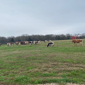 Triple N Ranch Winery - Just a few of the Longhorns out in the pasture - Wineries Near Me - Trinidad, Texas Triple N Ranch Winery - Just a few of the Longhorns out in the pasture - Wineries Near Me - Trinidad, Texas