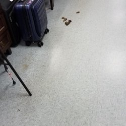 Tuesday Morning - Dog poop.