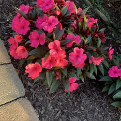 Joseph Daniele Landscape Design & Irrigation photo