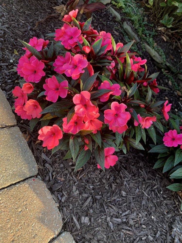 JOSEPH DANIELE LANDSCAPE DESIGN & IRRIGATION Updated June 2024 21