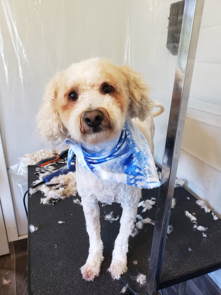 MUDDY TAILS GROOMING Updated September 2024 52 Photos Warsaw