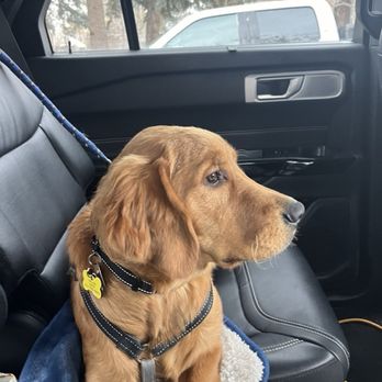 Golden Retriever Freedom Rescue - Animal Shelters Near Me Golden Retriever Freedom Rescue - Animal Shelters Near Me