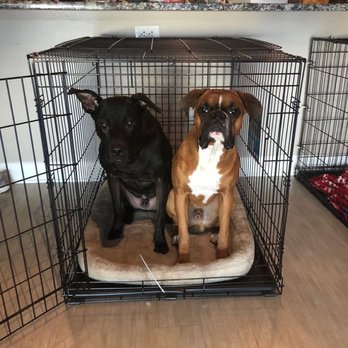 Canine Classics NYC - Pet Training Near Me Canine Classics NYC - Pet Training Near Me