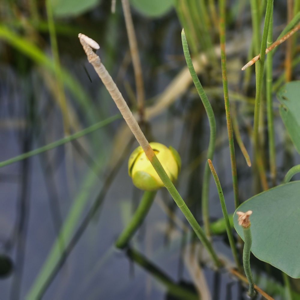 Chapel Trail Nature Preserve
