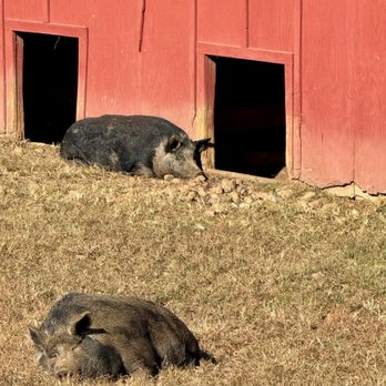 Oxon Hill Farm - Parks Near Me - Oxon Hill, Maryland Oxon Hill Farm - Parks Near Me - Oxon Hill, Maryland