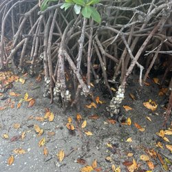 Fort Pierce Inlet State Park