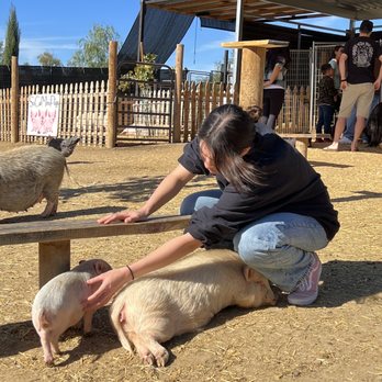 SoCalMiniPigs - Pet Breeders Near Me - Valley Center, California SoCalMiniPigs - Pet Breeders Near Me - Valley Center, California