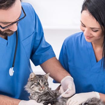 Willow Run Veterinary Clinic - Willow Run Veterinary Clinic - Veterinarians Near Me - Willow Street, Pennsylvania Willow Run Veterinary Clinic - Willow Run Veterinary Clinic - Veterinarians Near Me - Willow Street, Pennsylvania