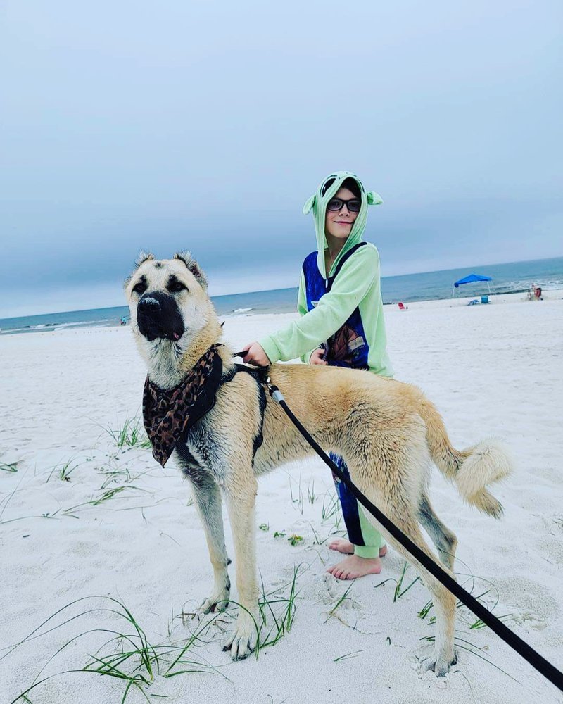 BEWAREWOLF KENNELS with 27 real customer photos Updated August 2024