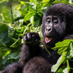 World Tribe Tours - Mountain gorillas as seen in the wild in Rwanda and Uganda.
