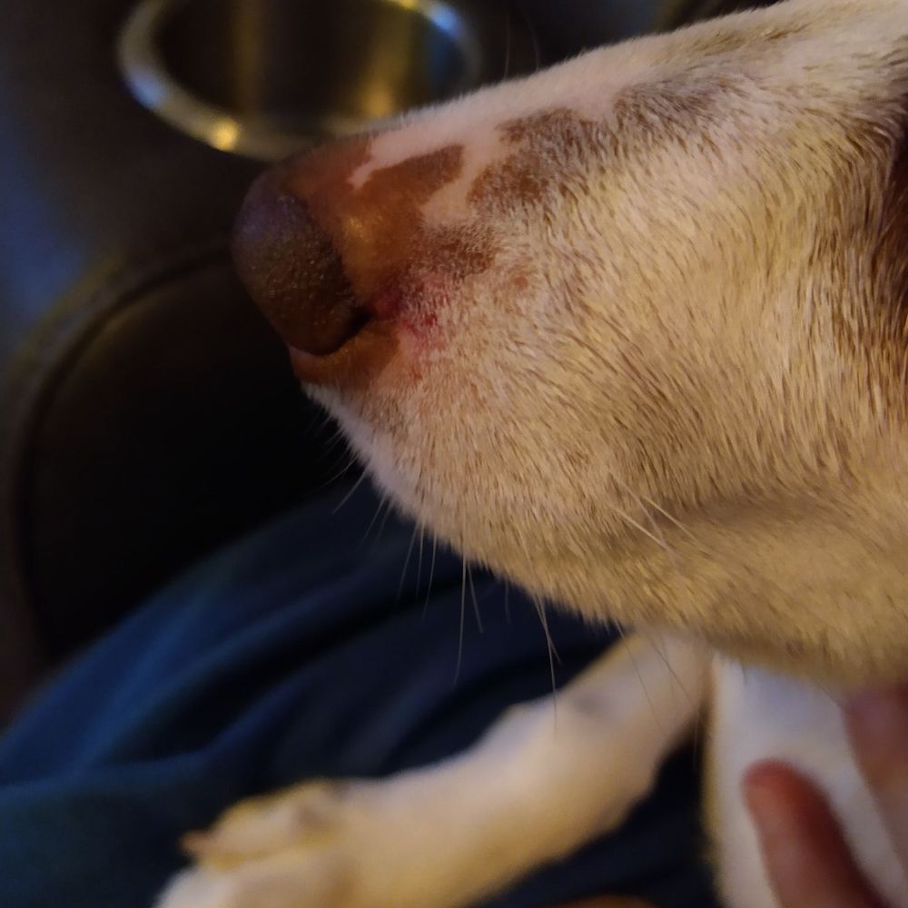 Pet Supplies Plus - Spring - Cut on her nose. Our dog did not receive or need a hair cut so there should have been nothing sharp anywhere near her face. - Pet Groomers Near Me - Spring, Texas