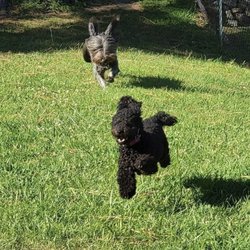 Burger Dog Park - Frolicking!