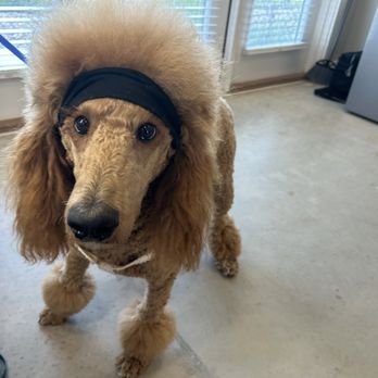 The Barktique - Looking great and ready for some cardio - Pet Groomers Near Me - Austin, Texas The Barktique - Looking great and ready for some cardio - Pet Groomers Near Me - Austin, Texas