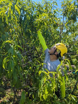 Portland Fruit Tree Project by null