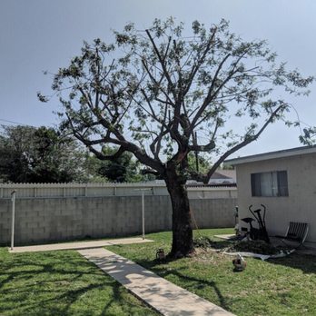 Majestic Tree Care - The "after" photo... - Tree Services Near Me - Northridge, California Majestic Tree Care - The "after" photo... - Tree Services Near Me - Northridge, California
