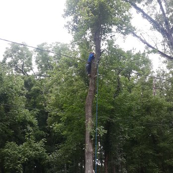 Budget Tree Service - Tree Services Near Me - Whitwell, Tennessee Budget Tree Service - Tree Services Near Me - Whitwell, Tennessee