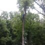 Budget Tree Service