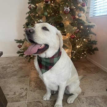 Cookies N Clean - Pet Groomers Near Me - Phoenix, Arizona Cookies N Clean - Pet Groomers Near Me - Phoenix, Arizona