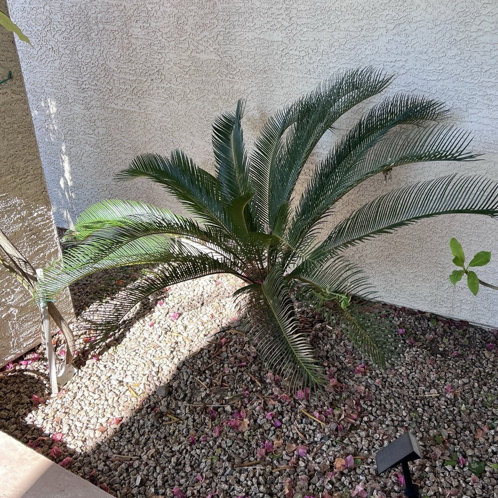 Mariano's Landscaping Maintenance - Lawn Services Near Me Mariano's Landscaping Maintenance - Lawn Services Near Me