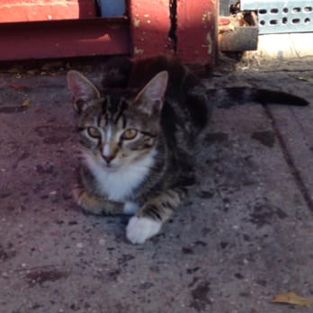 M & R Deli - This little guy should be their mascot. He sits just outside. Better yet he needs a loving home. - Convenience Stores Near Me - Queens, New York M & R Deli - This little guy should be their mascot. He sits just outside. Better yet he needs a loving home. - Convenience Stores Near Me - Queens, New York