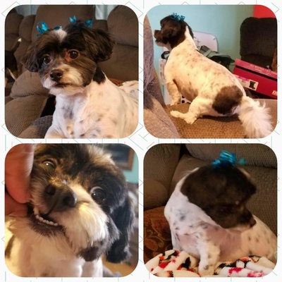 classy clips pet grooming