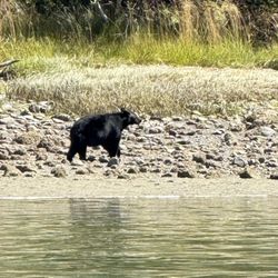 Adventure Tofino Wildlife Tours - Bear (25x zoom) but close enough we could hear him eat.
