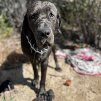 Perky Pooch - Look at those puppy eyes - Pet Groomers Near Me - Victorville, California Perky Pooch - Look at those puppy eyes - Pet Groomers Near Me - Victorville, California