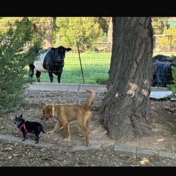 My little 5 lb chihuahua explores the farm yard